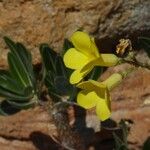 Pachypodium rosulatum പുഷ്പം