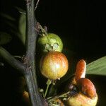 Casearia bicolor Frucht