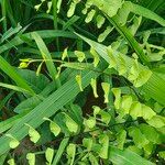 Adiantum peruvianum Leaf