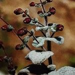 Origanum dictamnus Leaf