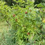 Sambucus racemosa ശീലം