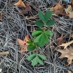 Cassia obtusifolia Leaf