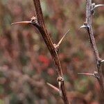 Berberis thunbergii Bark