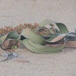 Welwitschia mirabilis Blatt