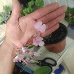 Ionopsis utricularioides ᱵᱟᱦᱟ