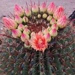 Ferocactus wislizeni Квітка