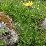 Senecio doronicum Habit