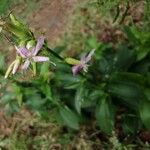 Saponaria officinalisFlower