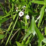 Sagittaria sagittifolia Leht