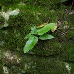 Asplenium sagittatum Natur