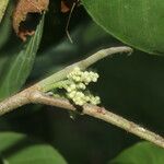 Trichilia pallida Bark