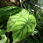Alocasia clypeolata Hoja