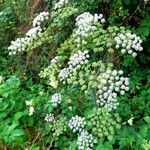 Angelica sylvestrisFlower