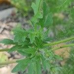 Ranunculus illyricus Leaf