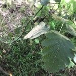 Sorbus intermedia Leaf