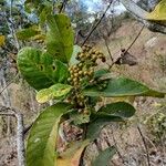 Davilla nitida Yaprak