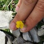 Helianthemum canum Fleur