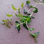 Potamogeton perfoliatus Φύλλο