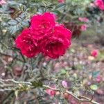 Rosa abietina പുഷ്പം