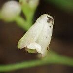 Polystachya seticaulis Flower