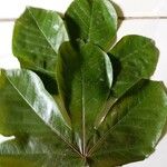 Jatropha gossypiifolia Folio