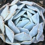 Dudleya pulverulenta Leaf