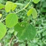 Adenia cissampeloides Feuille