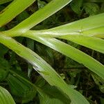 Xiphidium caeruleum Leaf