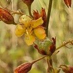Hermannia exappendiculata 花