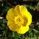 Ranunculus millefoliatus Flower