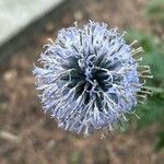 Echinops bannaticus Flor