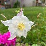 Aquilegia pubescens Floare