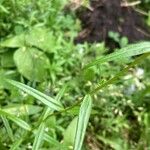 Phlox pilosa Leaf