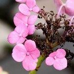 Hydrangea macrophyllaFlower