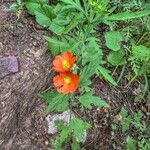 Sphaeralcea coccinea 花