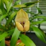 Maxillaria egertoniana Кветка