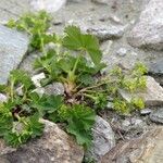 Alchemilla fissa Vekstform