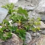 Alchemilla fissa Συνήθη χαρακτηριστικά