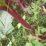 Gunnera insignis Bark