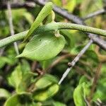 Ceropegia racemosa ഇല