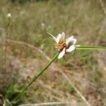 Cyperus niveus Λουλούδι