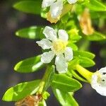 Cuphea hyssopifoliaFlower