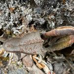 Elaphoglossum engelii Leaf