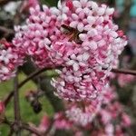 Syringa persica 花