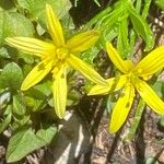 Gagea fragifera 花