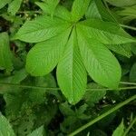 Distimake aegyptius पत्ता