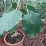 Oreopanax nymphaeifolius Hoja