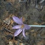 Colchicum alpinum Virág