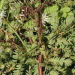 Mimosa platycarpa Агульны выгляд