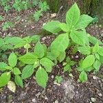 Impatiens parviflora Habitus